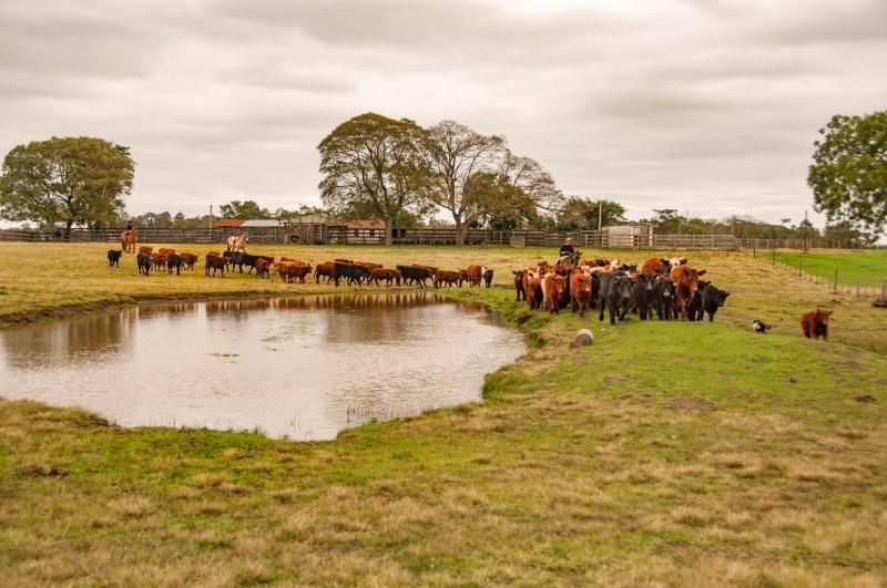 Crimes de abigeato têm queda histórica no Rio Grande do Sul