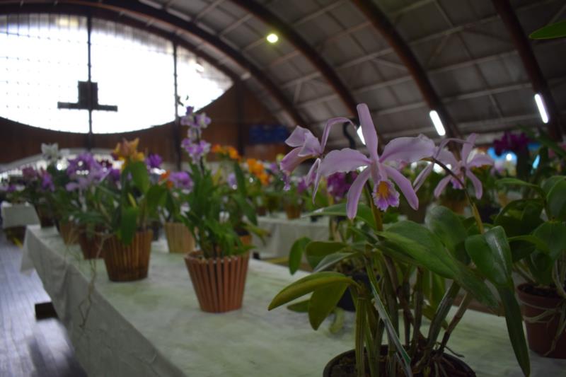 FOTOS: Veja como foi o primeiro dia de Exposição de Orquídeas em Vera Cruz