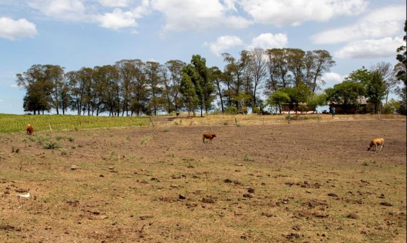 Cidades gaúchas vão receber mais R$ 701 mil para combater seca