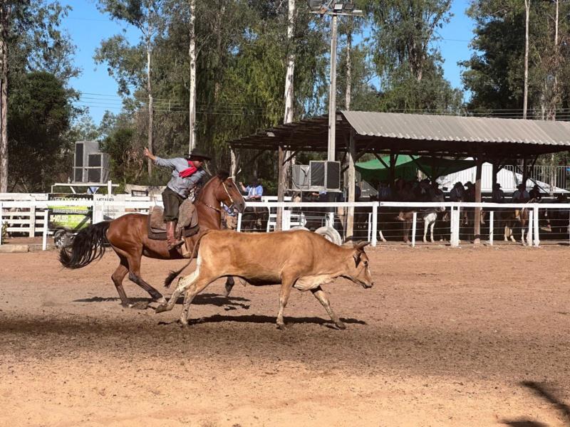 Provas de vaca parada, tiro de laço e seminário de cultura campeira movimentam o Parque de Eventos neste sábado