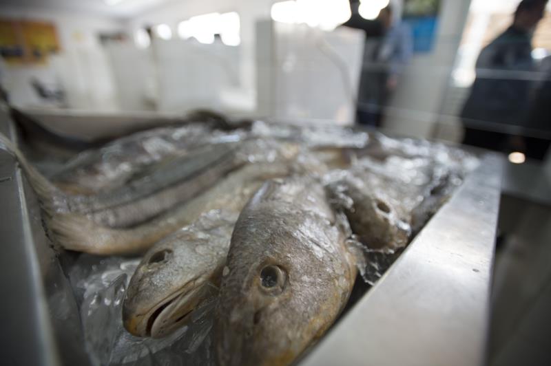 Feira do Peixe começa na quarta-feira com expectativa de vender seis mil quilos de pescado