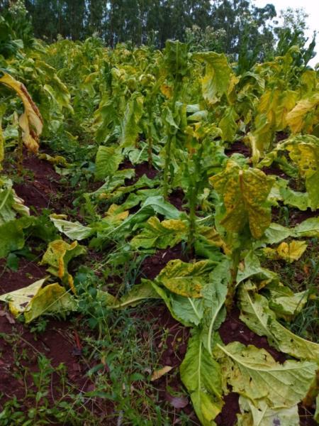 Granizo da última terça danificou 145 lavouras de tabaco na região