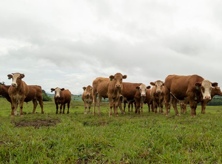 Vírus da influenza bovina é detectado em Rio Pardo