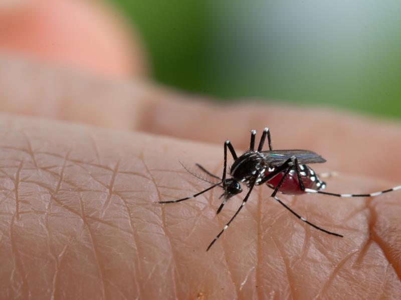 Morador do Bairro Santa Vitória é a quarta vítima da dengue em 2021