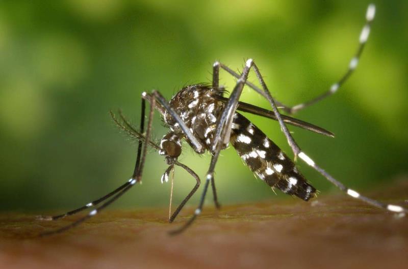 Vigilância Sanitária de Venâncio confirma primeiro caso de Dengue no ano