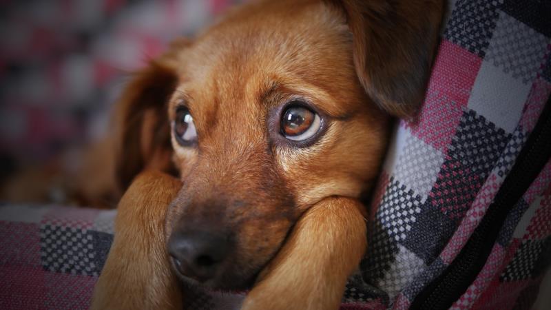 Agressores de animais podem ser obrigados a pagar pelo tratamento dos bichos em Venâncio Aires