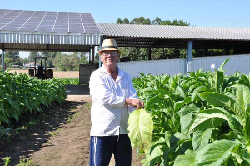 No Dia do Produtor do Tabaco, propriedade em Vale do Sol vai receber autoridades do governo e entidades