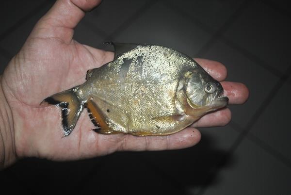 Invasão de palometas no Rio Jacuí será pauta de audiência pública na Assembleia