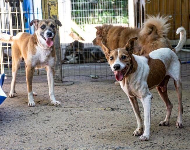 Vereadora sugere atendimento gratuito no Hospital Veterinário a quem adotar cão ou gato idoso em Santa Cruz