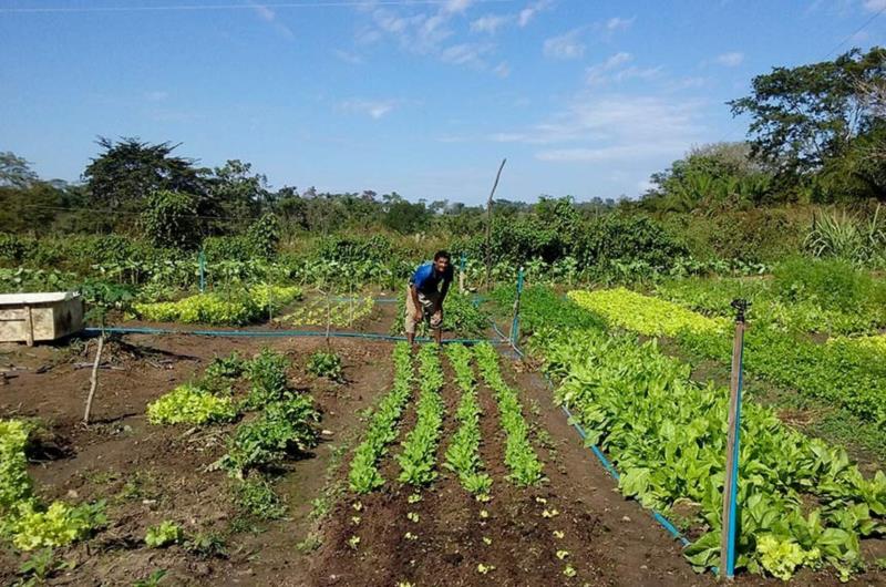 Promulgada lei que prevê socorro para agricultores familiares na pandemia