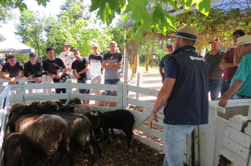 Manejo dos ovinos é destaque na pecuária familiar