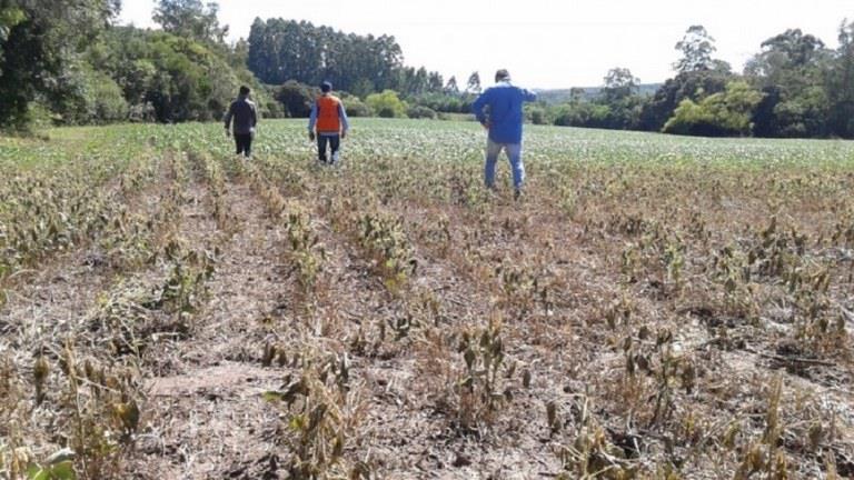 Venâncio Aires deve decretar situação de emergência pela estiagem ainda nesta semana