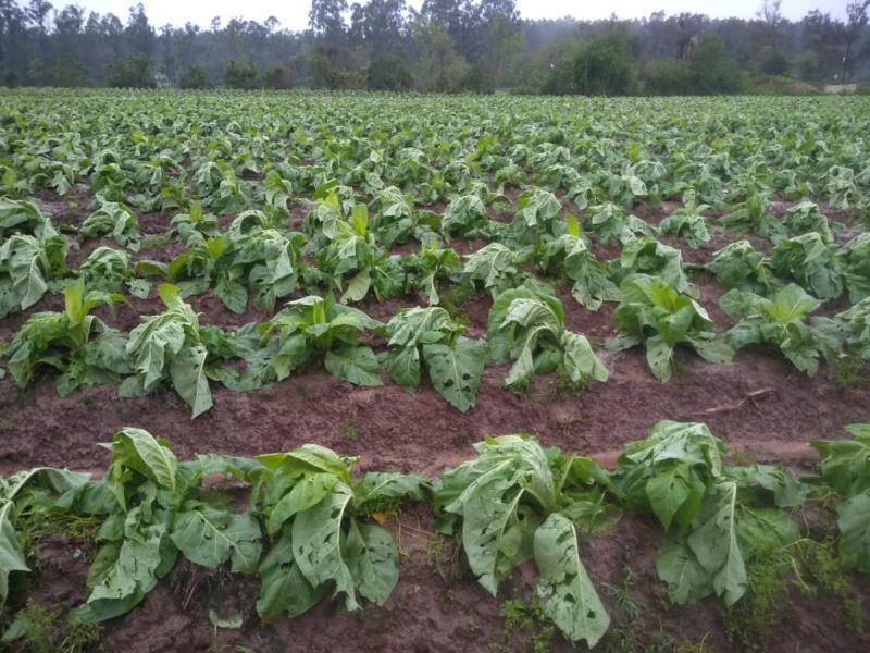 Cai pela metade o número de lavouras de tabaco atingidas por granizo