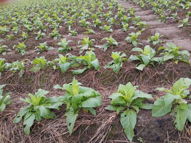 Granizo trouxe prejuízo a produtores de tabaco no Vale do Rio Pardo