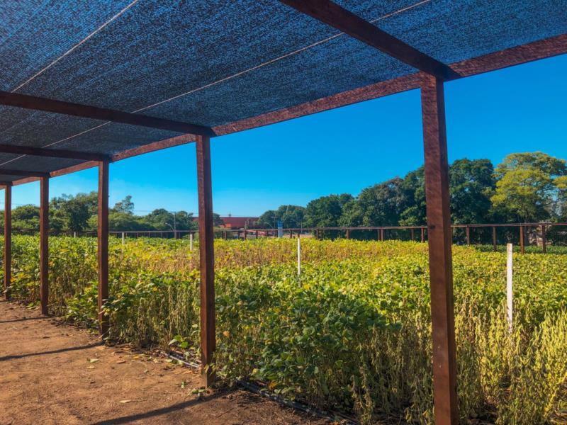 Afubra realiza 1ª edição do Dia de Campo da Soja neste sábado em Venâncio Aires