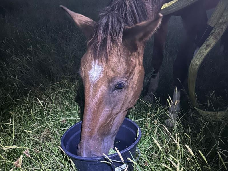 Cavalo cai em vala e é resgatado pelo Corpo de Bombeiros