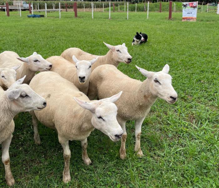 Cães pastores chamam atenção dos visitantes na 22ª Expoagro