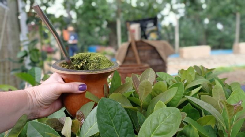 Importância social e cultural da erva-mate é destaque na Expoagro Afubra