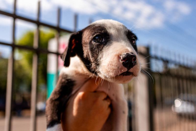 Centro de Bem-Estar Animal estará fechado nesta quinta