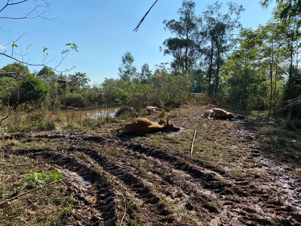 Levantamento investiga culturas mais atingidas pelas enchentes em Vera Cruz