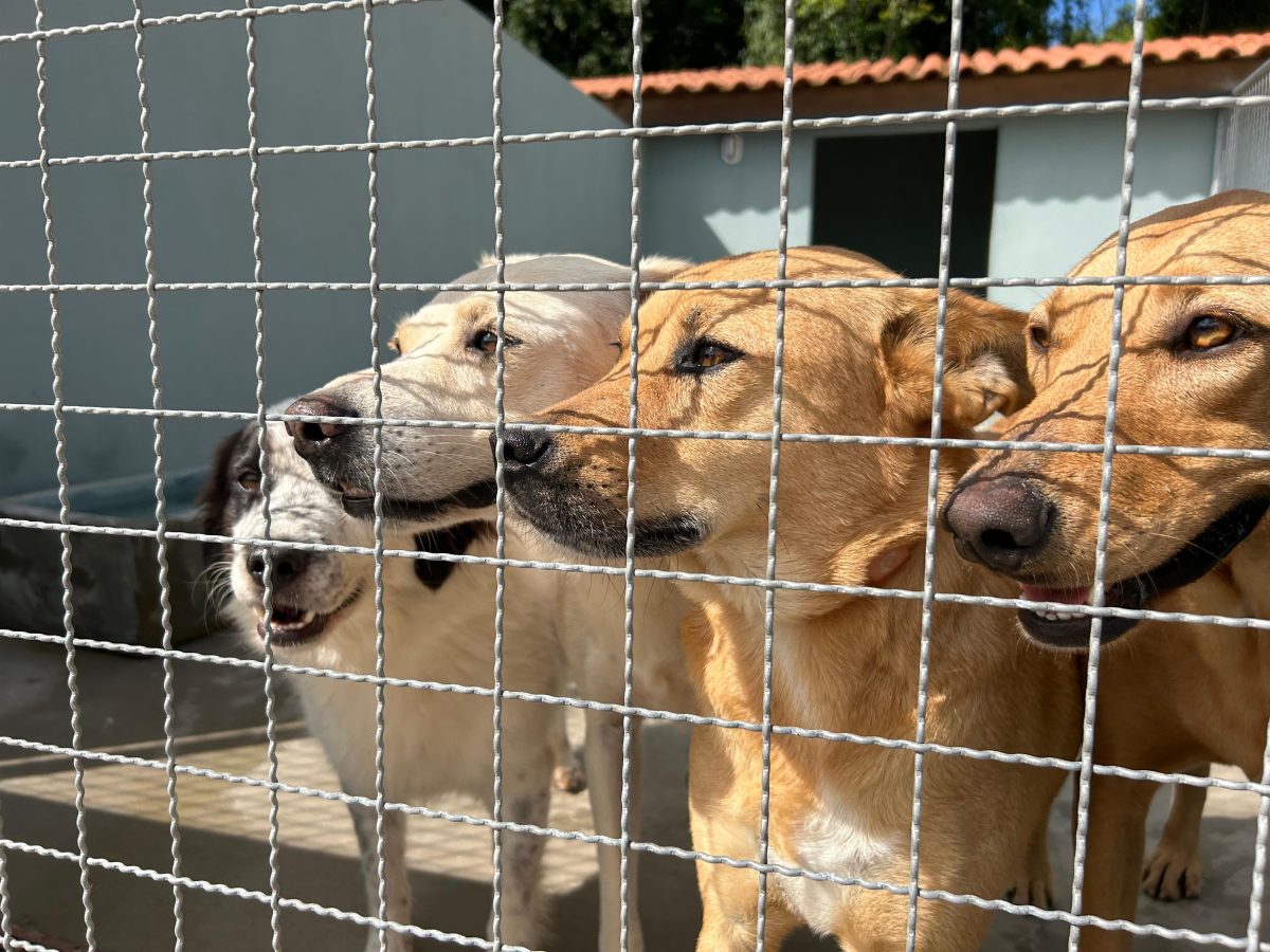 Projeto de auxílio para adoção de animais será rediscutido pelo Governo Estadual