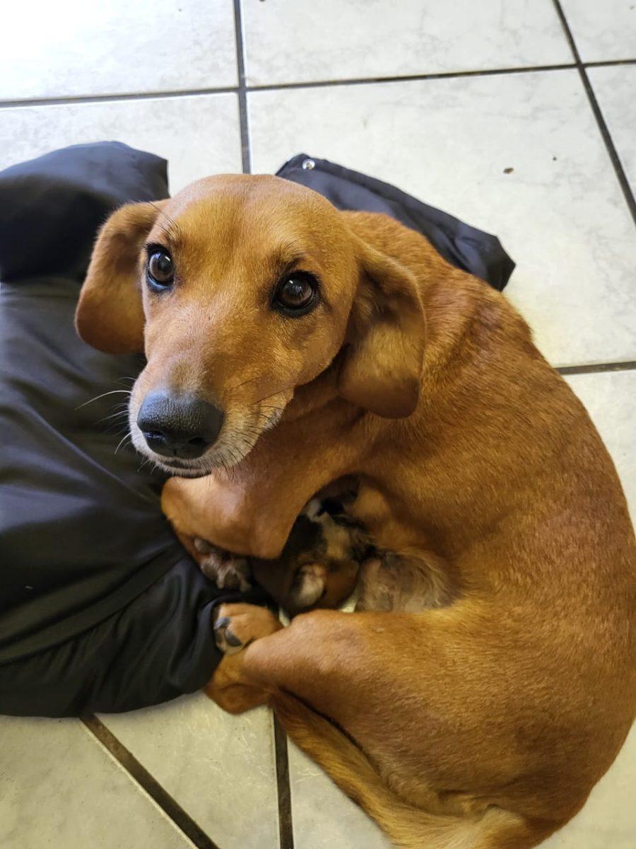 Sábado tem feira de adoção de animais em Vera Cruz