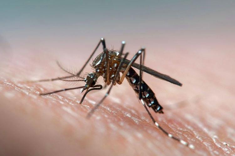 Segunda morte por dengue é confirmada em Venâncio Aires