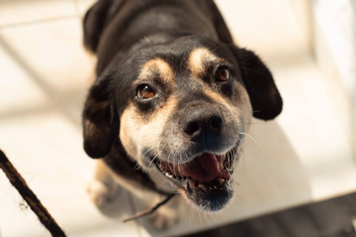 Prefeitura cadastra para castração animal no Viver Bem nesta terça