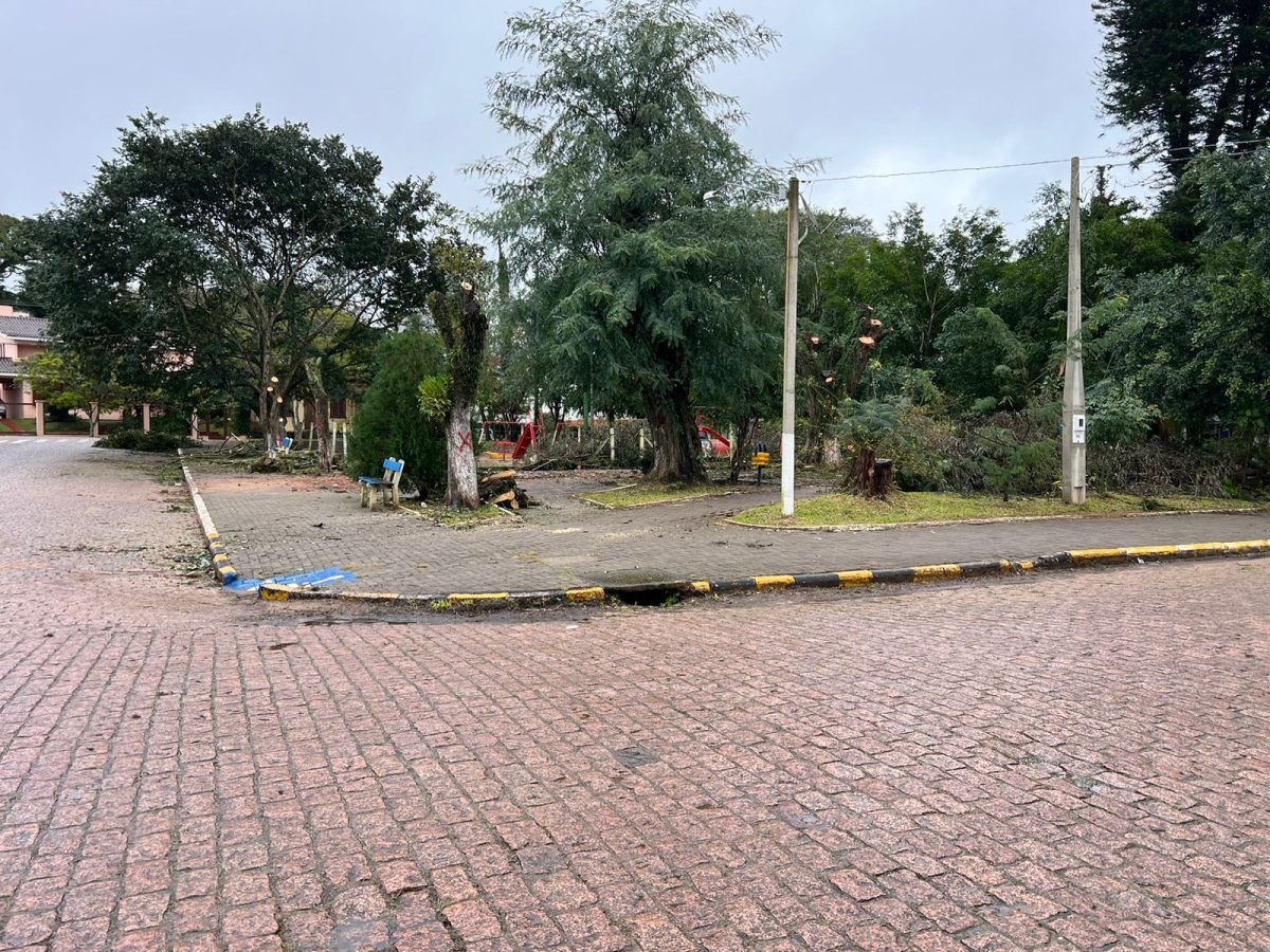 Árvores que apresentavam riscos são retiradas da Praça da Matriz