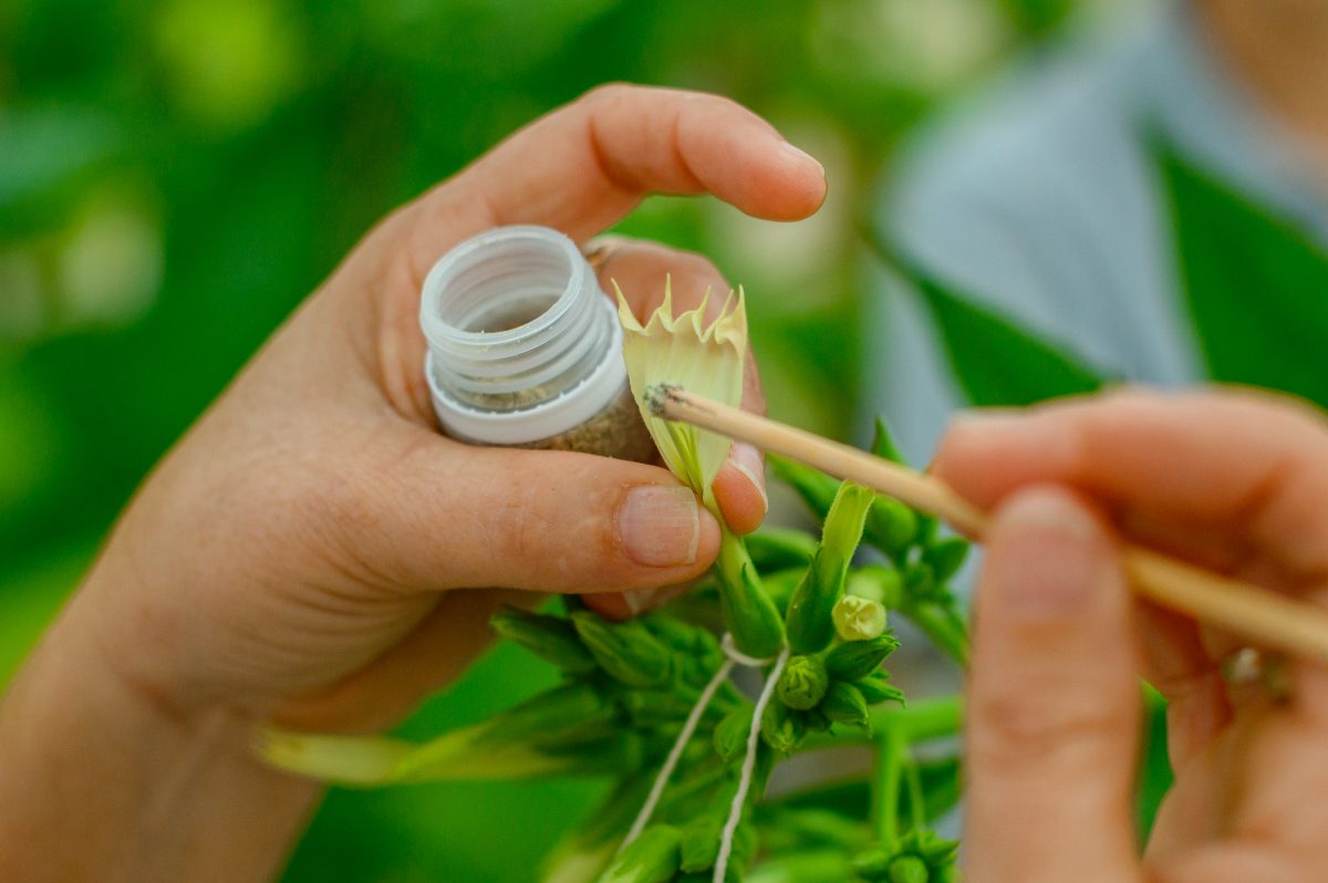 Desenvolvimento de sementes atende exigência de tabaco superior