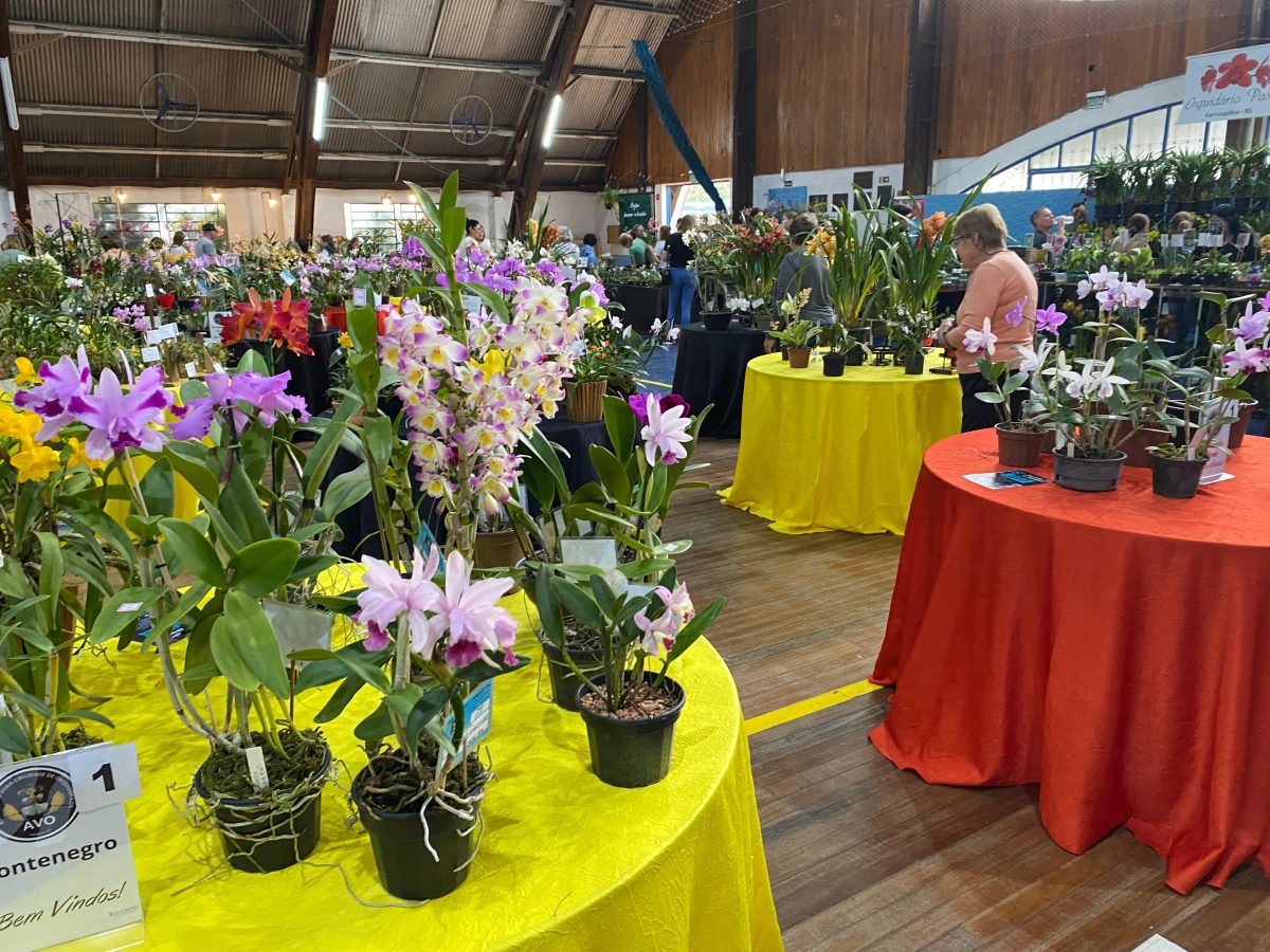 Exposição conta com 626 orquídeas em Vera Cruz