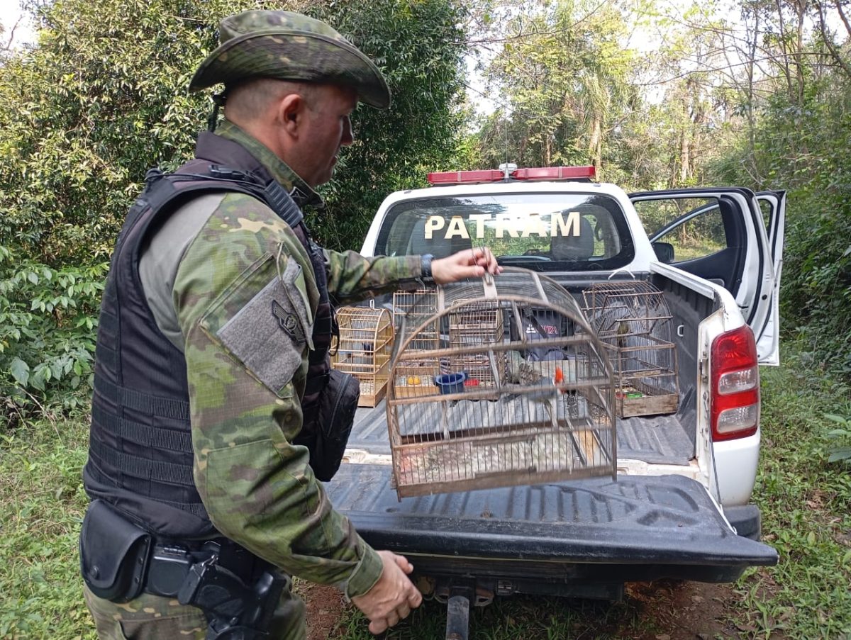 Pássaros silvestres e um veado-campeiro são apreendidos em Passo do Sobrado