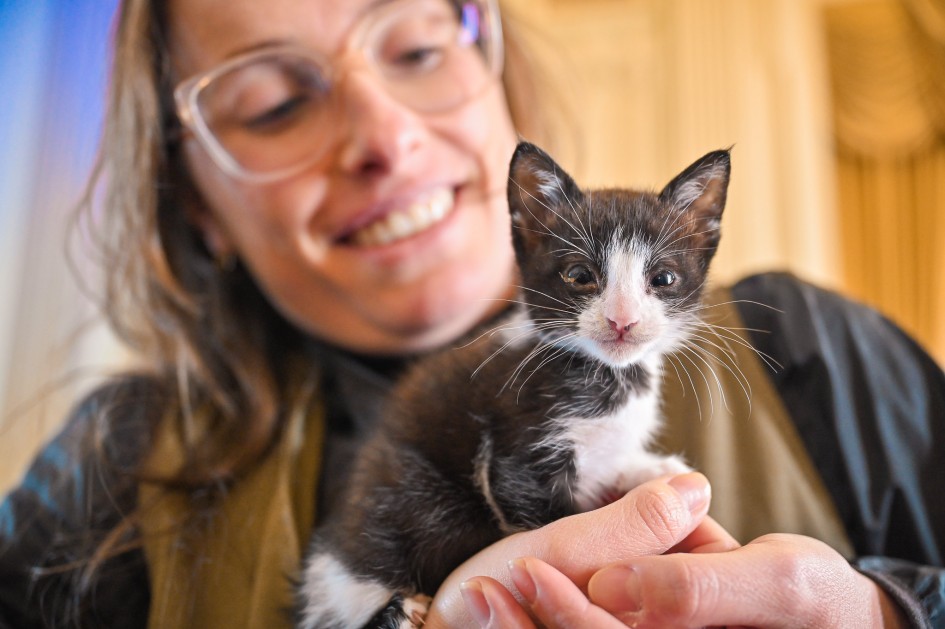 Governo anuncia novo programa de apoio aos abrigos de cães e gatos em parceria com municípios