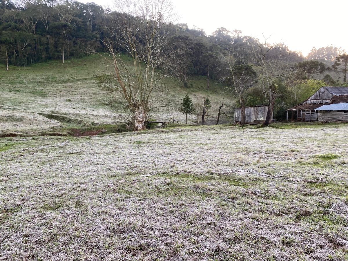 Amanhecer desta terça teve registro de geada