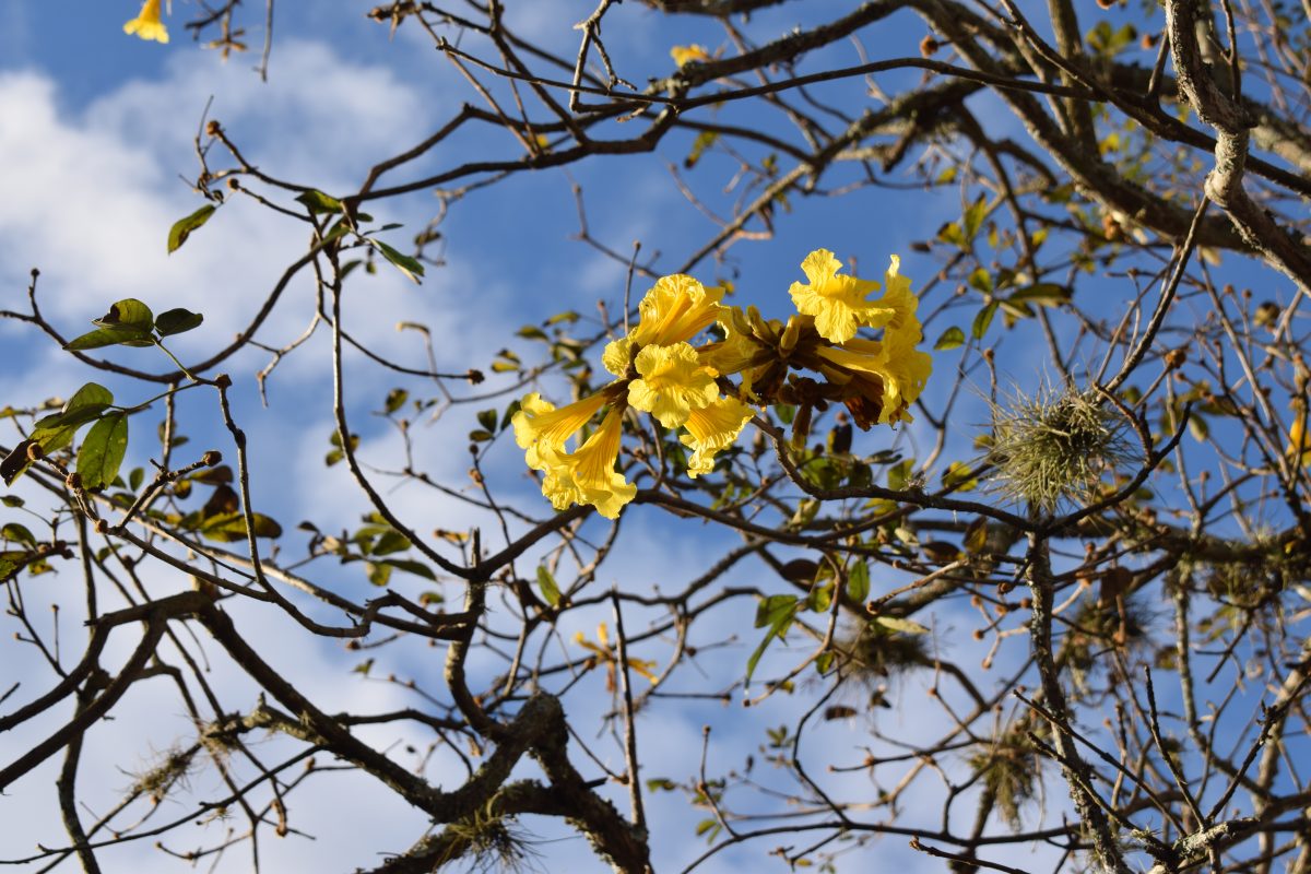 Reta final do inverno terá ares de primavera