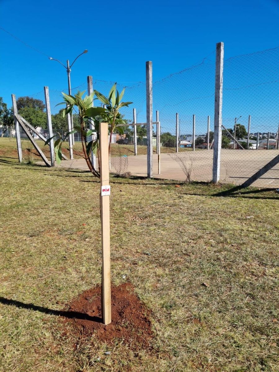 RGE planta 500 árvores em Passo do Sobrado