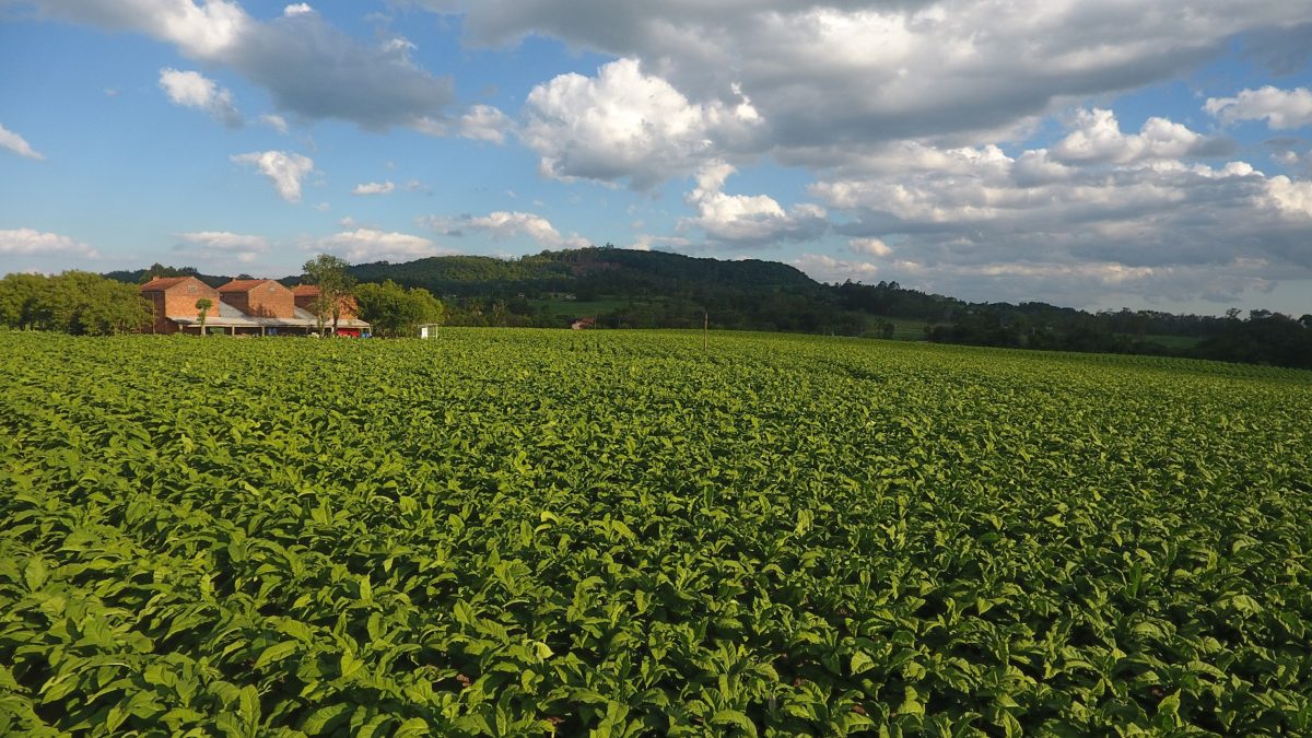 Divisas do tabaco podem ter aumento de até 25% em 2024