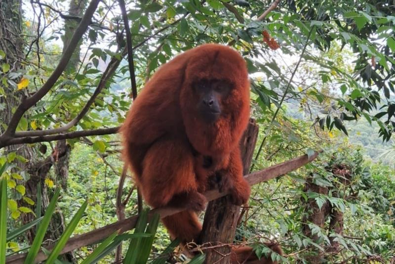 Expansão urbana chama a atenção para a preservação da fauna silvestre na região