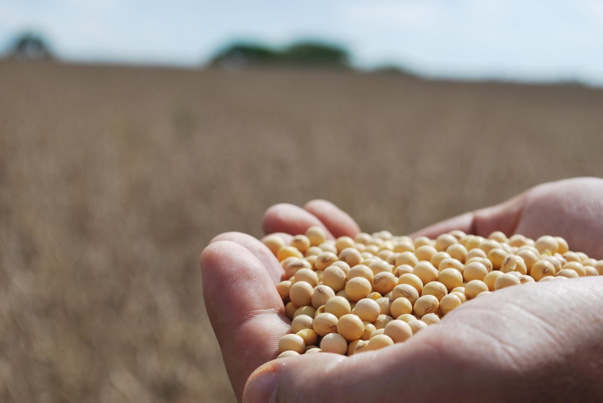 Rio Grande do Sul é o terceiro maior produtor de grãos do país, aponta Conab