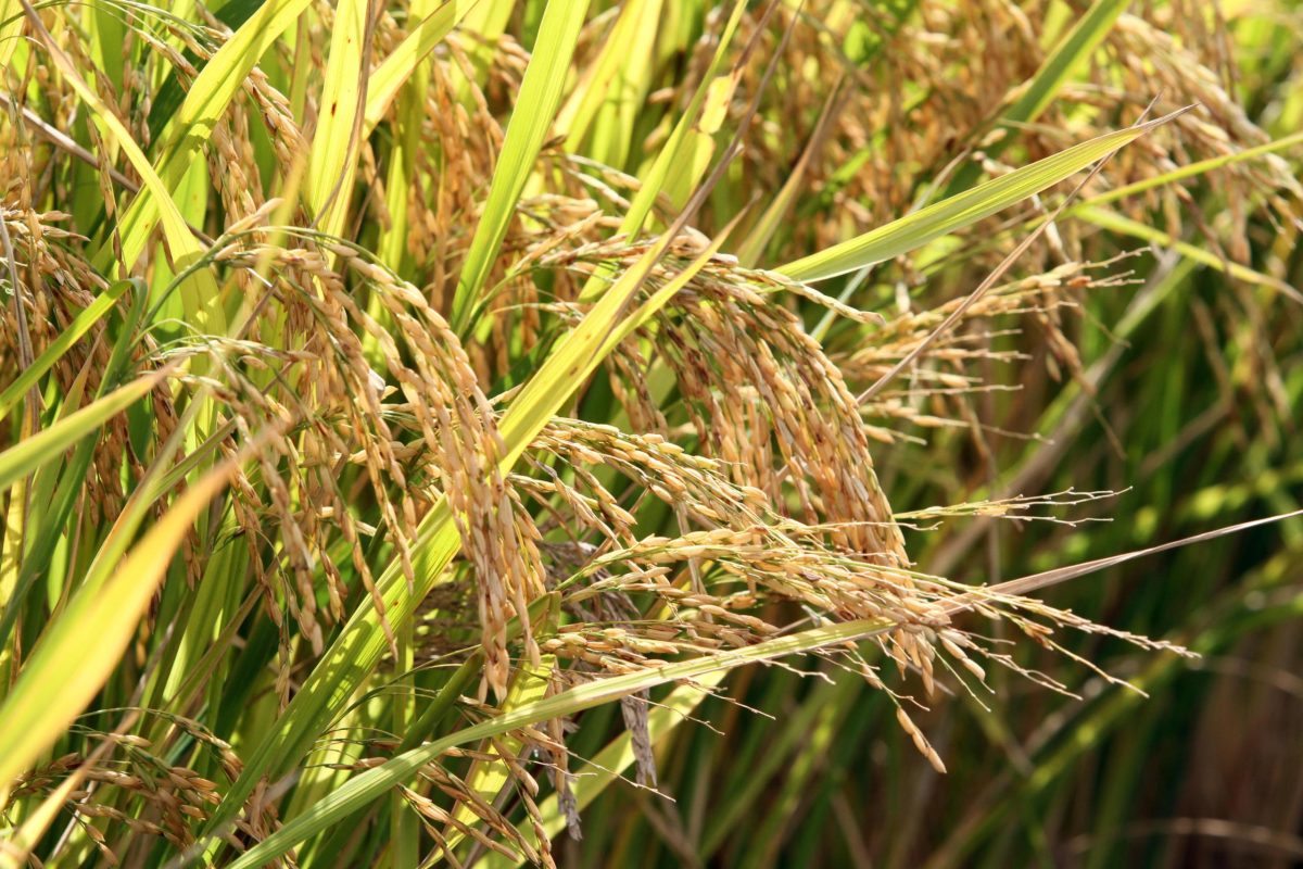 Conab prevê novo aumento nas áreas de arroz e feijão na safra 2024/2025