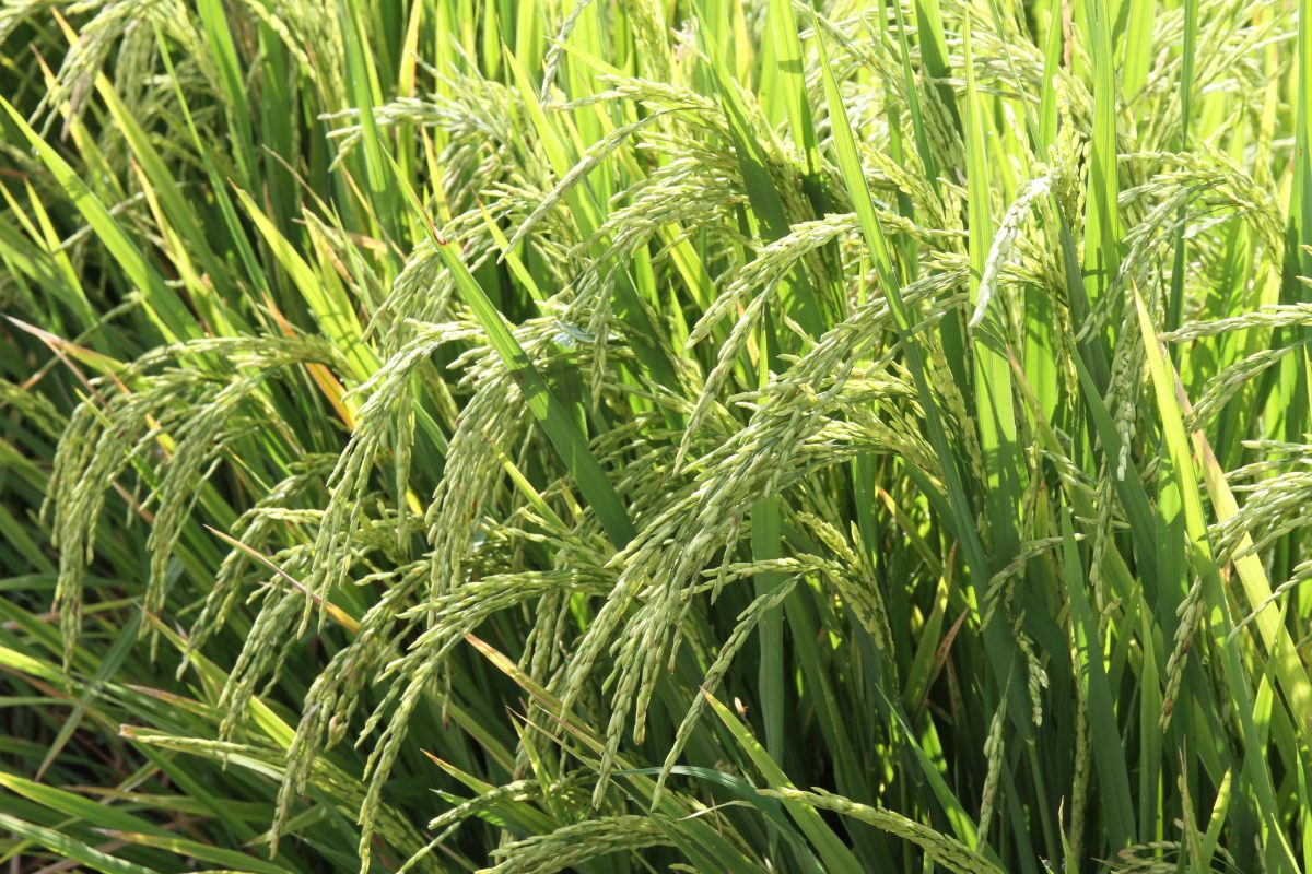 Rio Grande do Sul deve ter a maior produção de grãos da sua história