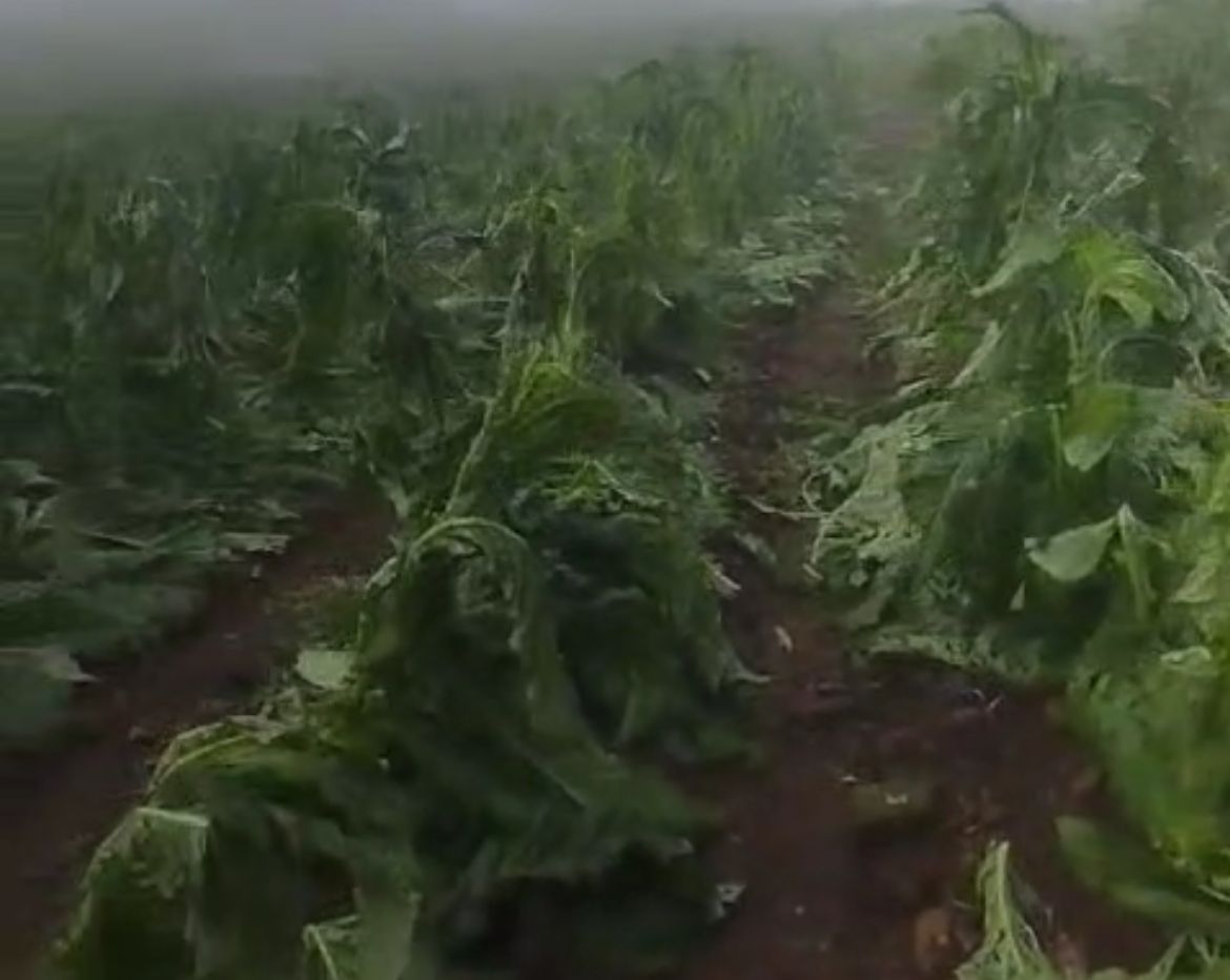 Temporal com chuva e granizo causa prejuízos em lavouras de Sinimbu