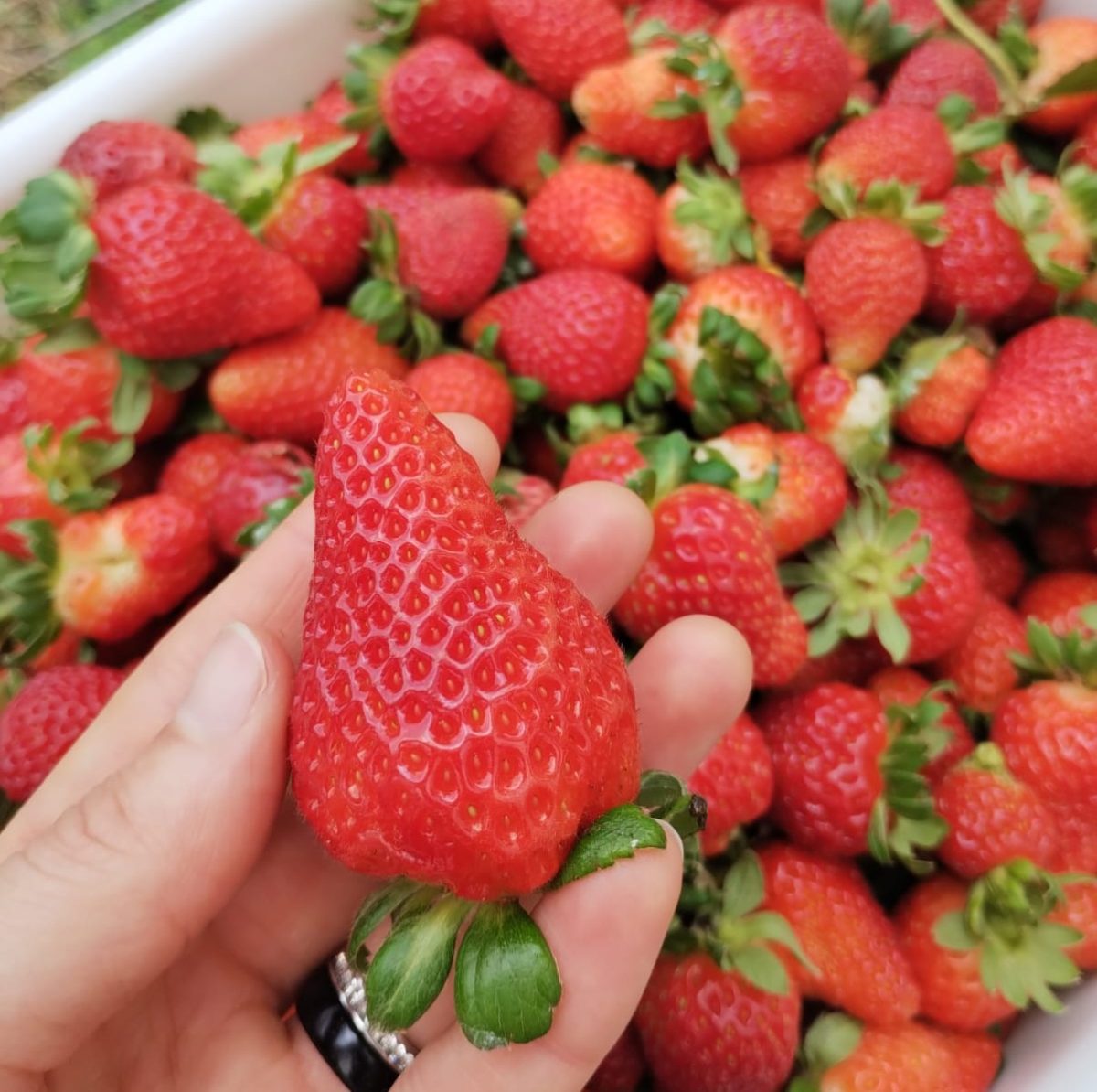 Sinimbu realiza vistoria em propriedades para garantir qualidade na produção de alimentos escolares