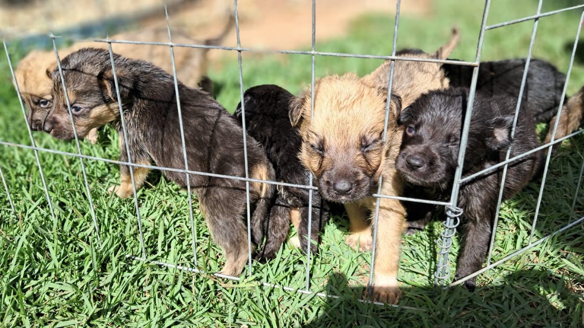 Santa Cruz terá feira de adoção de animais neste sábado