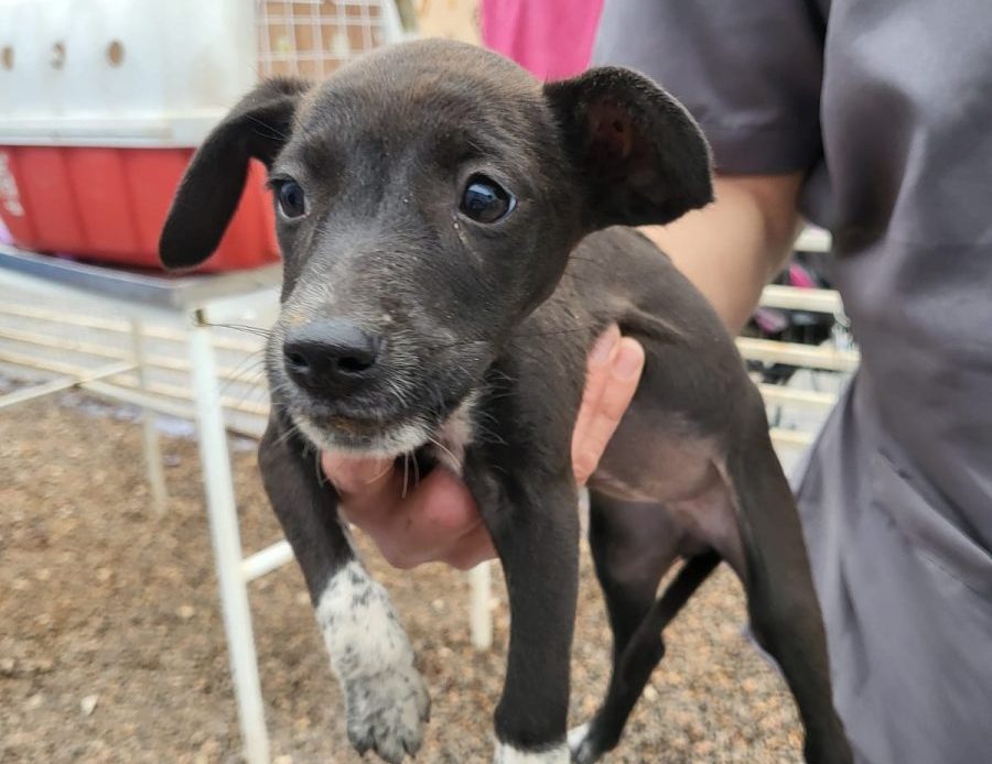 Vera Cruz terá feira de adoção de animais nesta sexta-feira