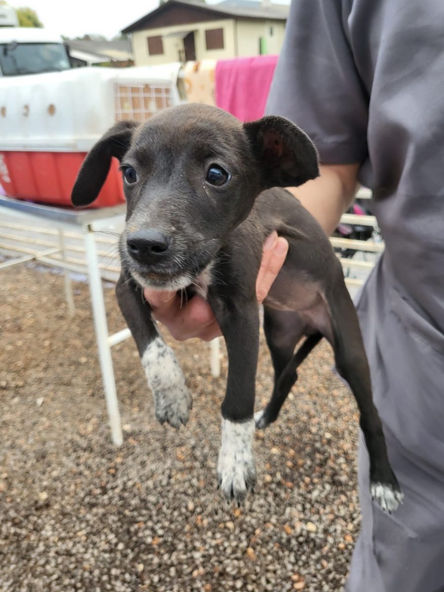 Feira de adoção de animais ocorre neste sábado, em Vera Cruz