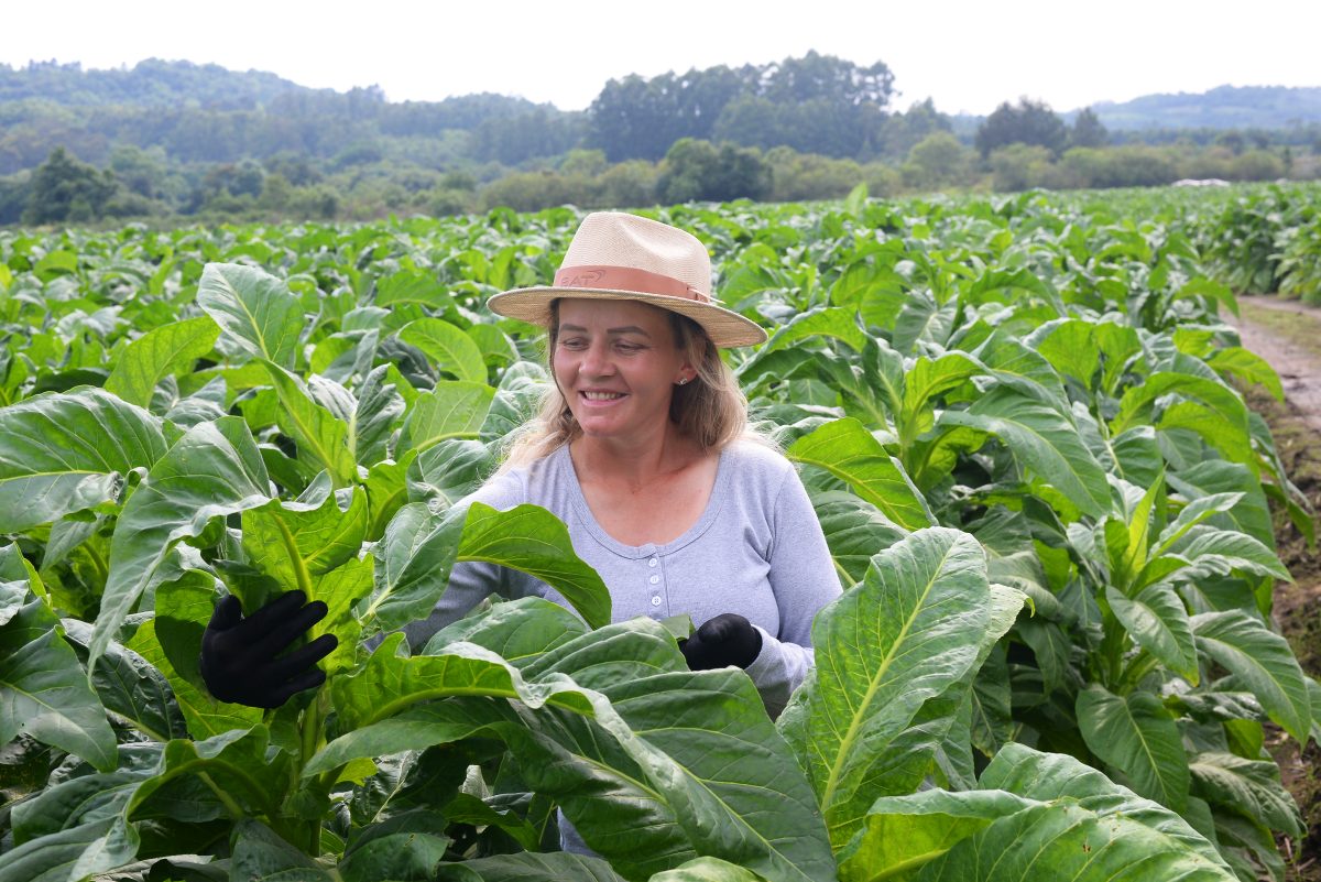 “O tabaco é uma paixão para a gente”, exalta a produtora Taciele Gehrke