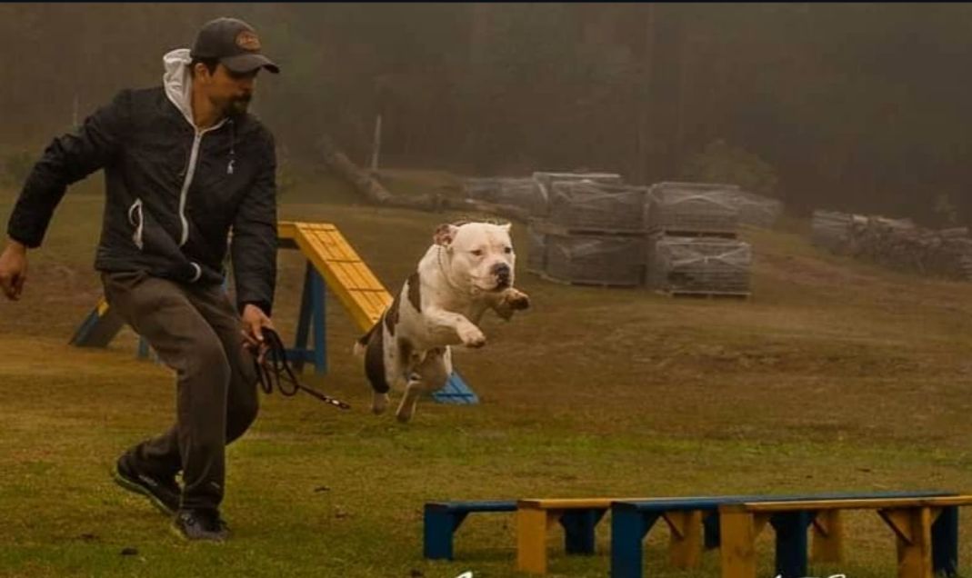 Após criança ser atacada por pitbull, adestrador comenta o caso e comportamento dos cães