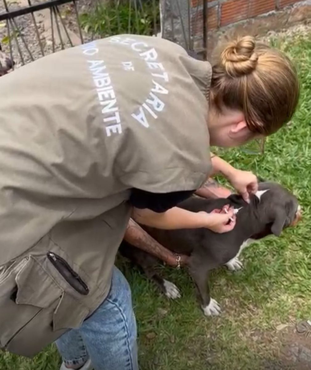 Meio Ambiente de Venâncio Aires quer ampliar microchipagem de animais