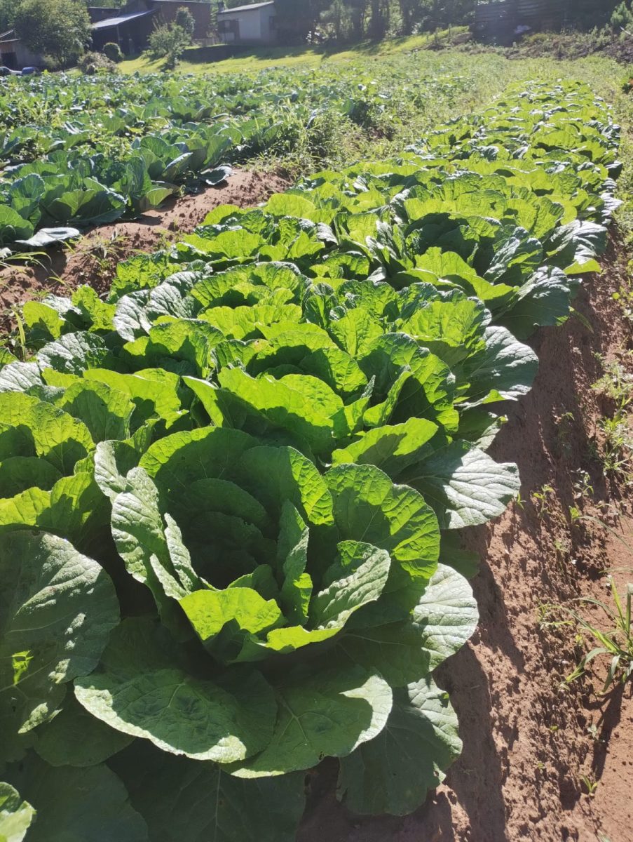 Sinimbu segue com visita a produtores de alimentos da merenda escolar